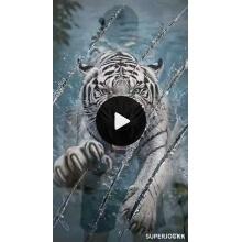 Superjockk White Tiger Round Neck Tshirt