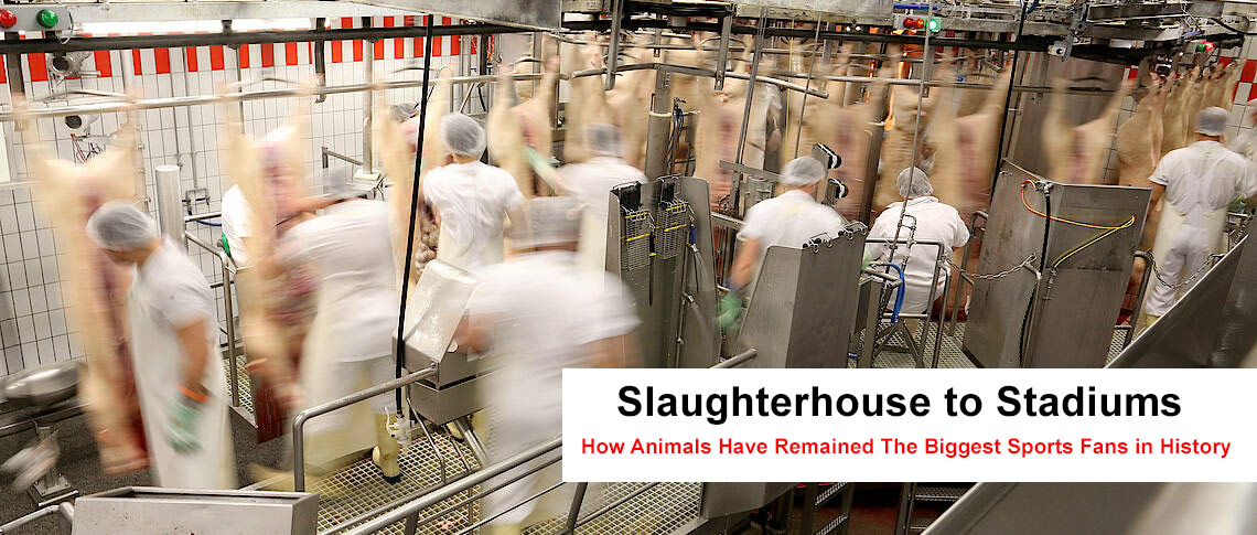 slaughterhouse to stadium